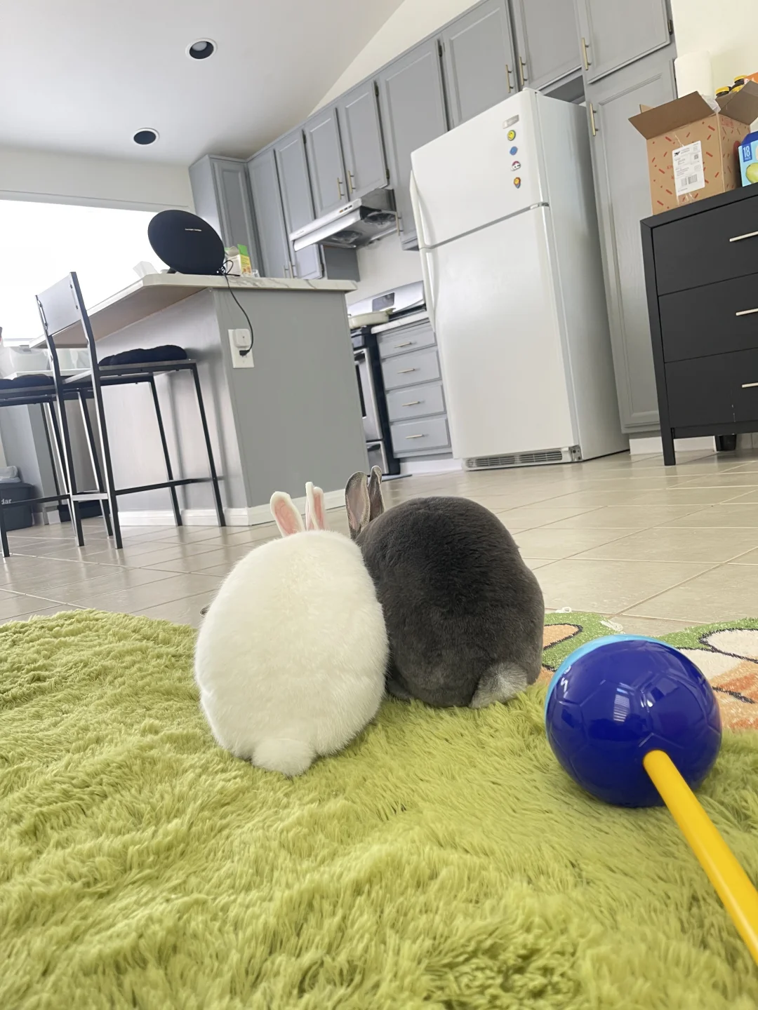 兔兔们可可爱爱的日常🥰