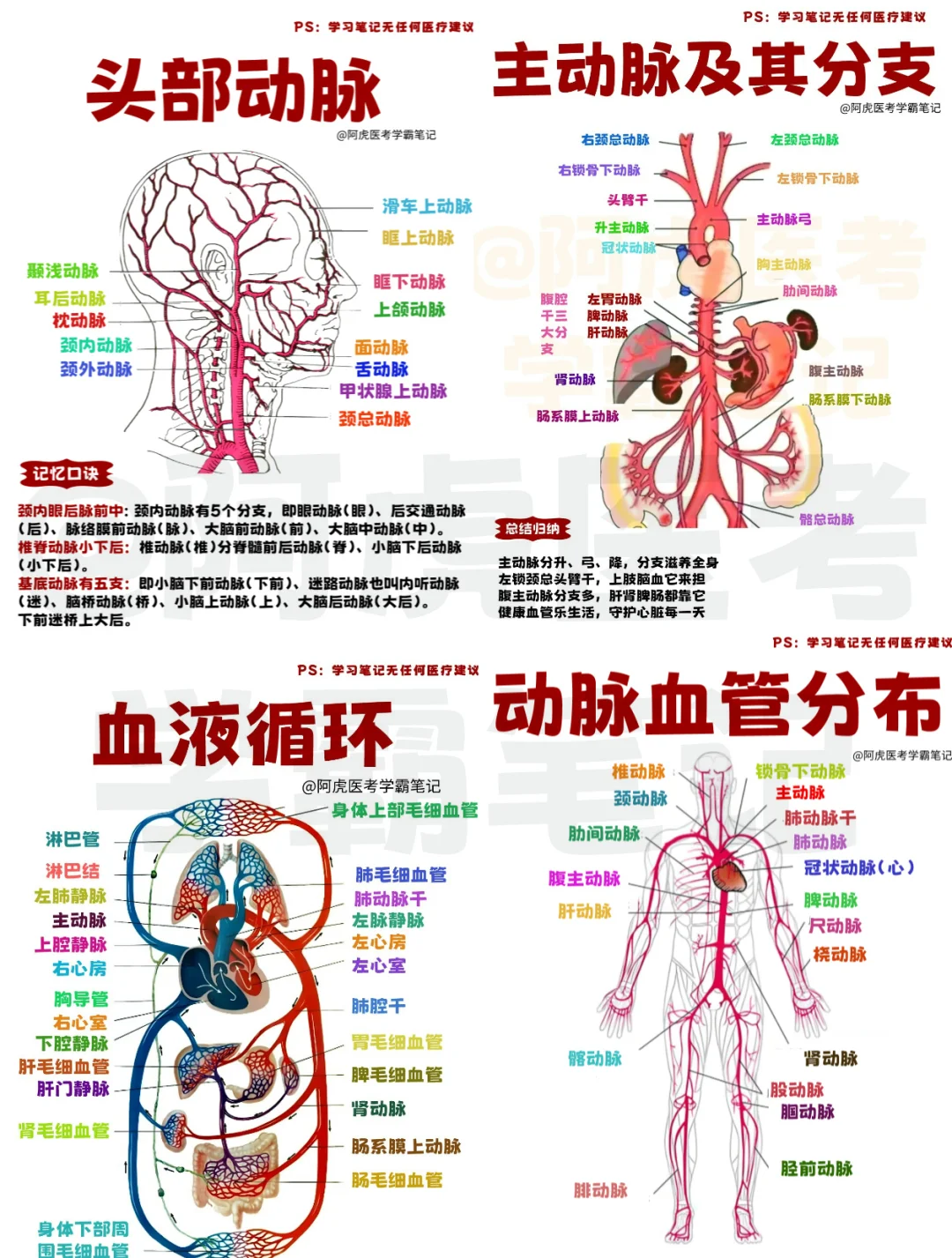 医学生笔记📒｜动脉合集👆