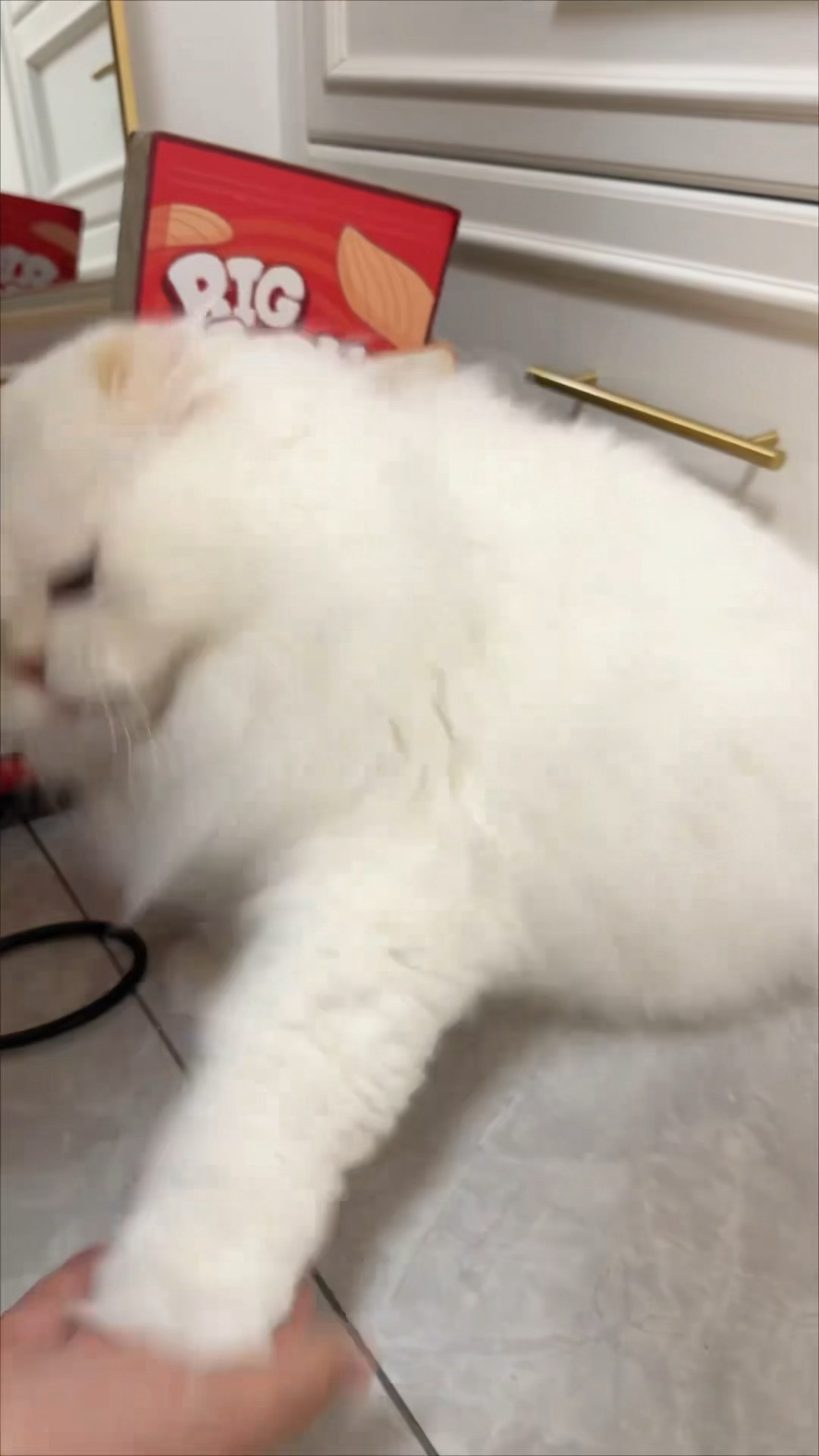 把猫也带来一块住的后果 