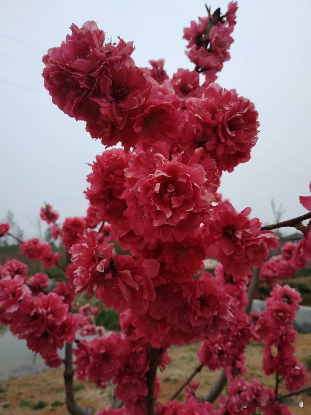 中国石化，今日又跌1个点

入市19年老股民4月24日侃股:仅供参考！

中国石