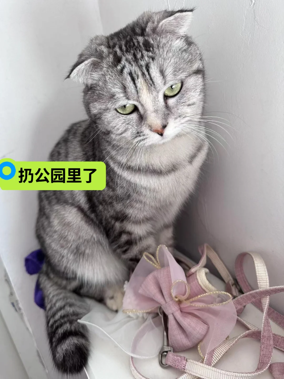 被扔公园了，虎斑折耳，母猫，好心女孩临时带回家了，急找领养，被房东发现...