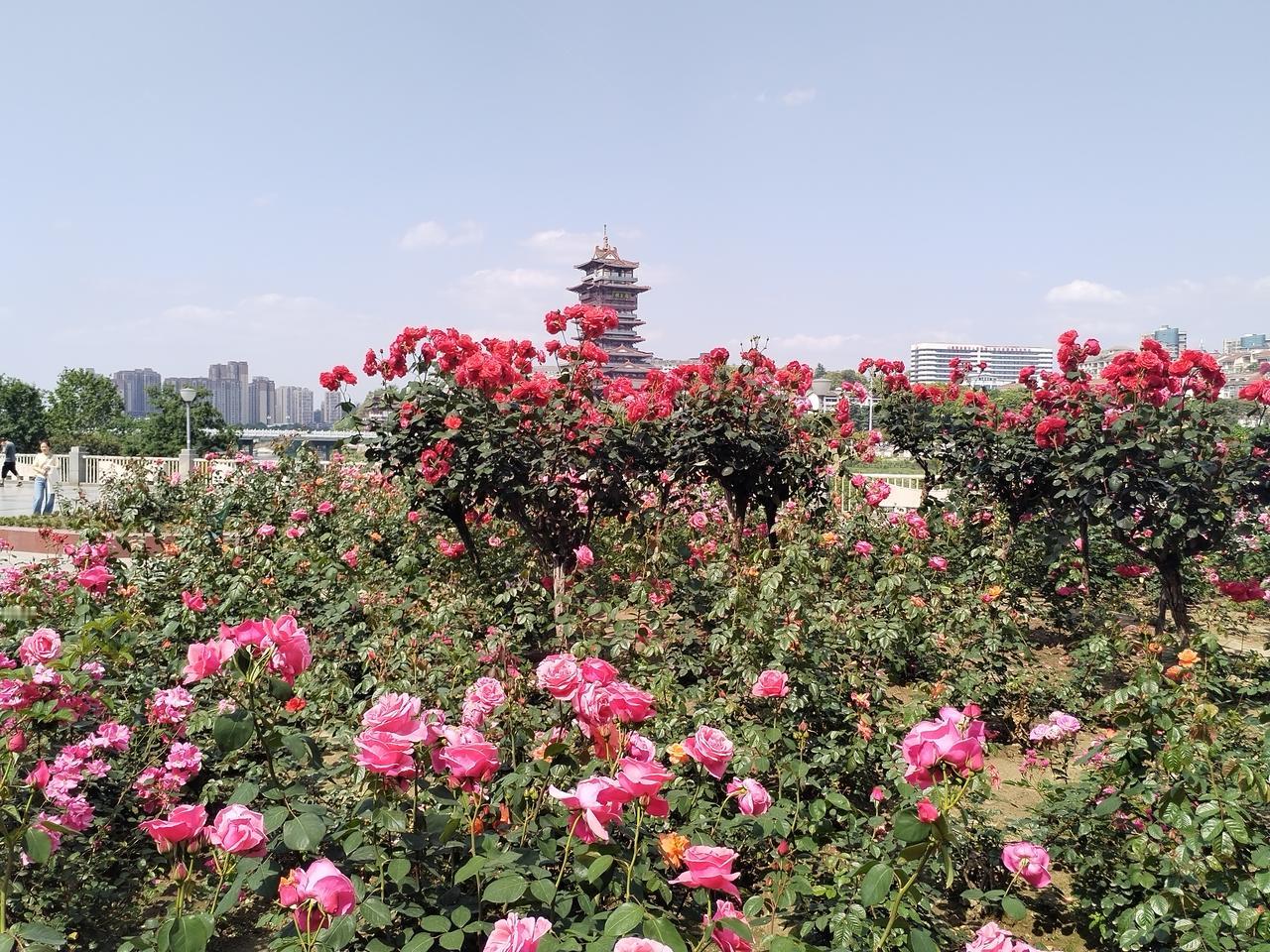 这是几天前随手拍的，猜猜这是在哪里拍的月季花。