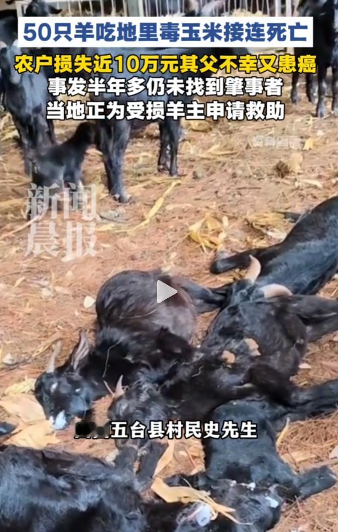 山西五台县农户50只羊误食毒玉米身亡，近10万损失无门。
 
70多岁户主确诊直