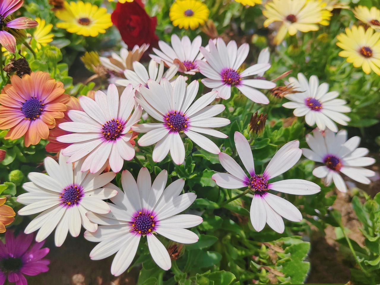 春暖花开啦人间四月天 踏春赏花 春天的色彩