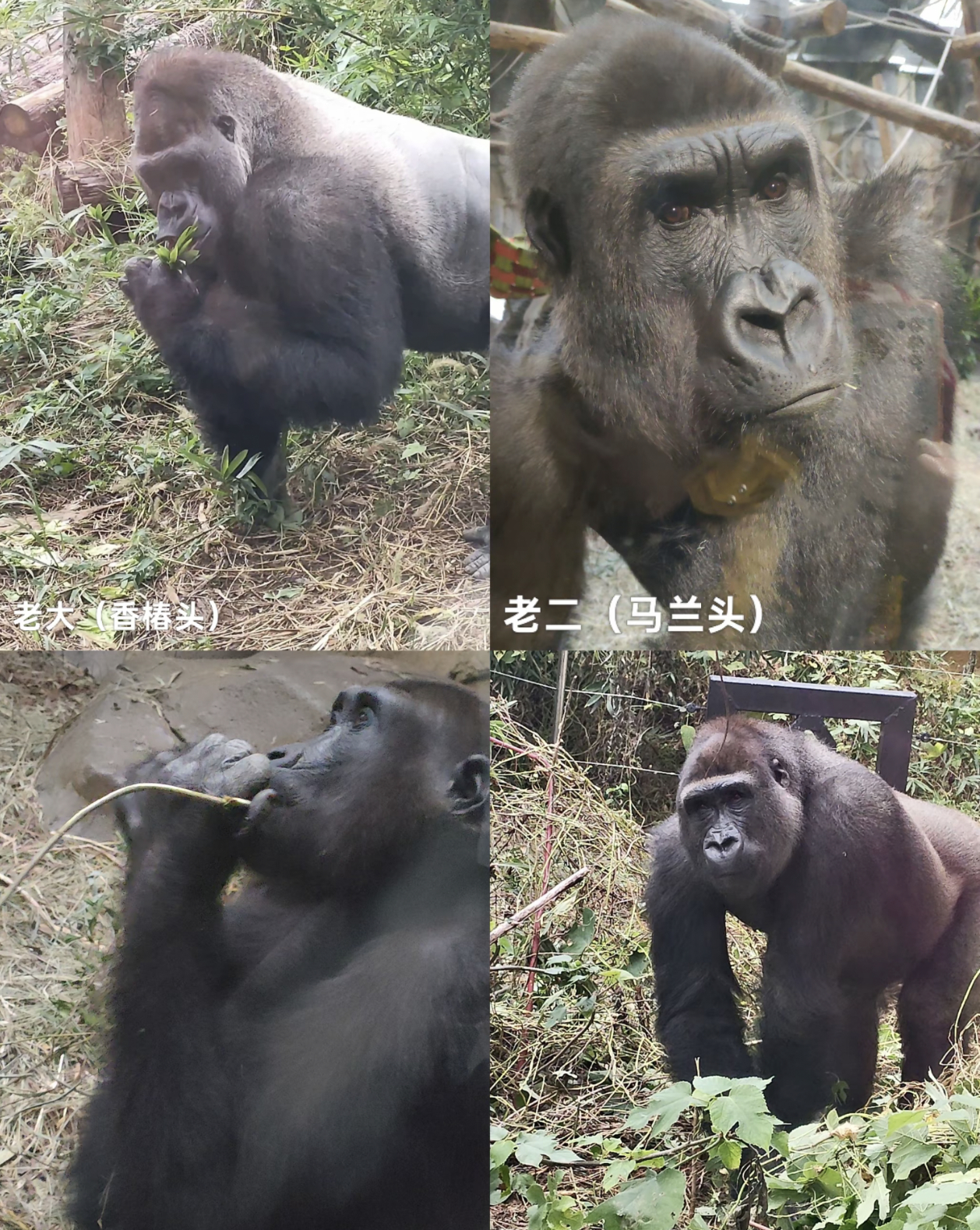 以为自己粉丝25000，了不起了呢，其实不如人家250的…… 