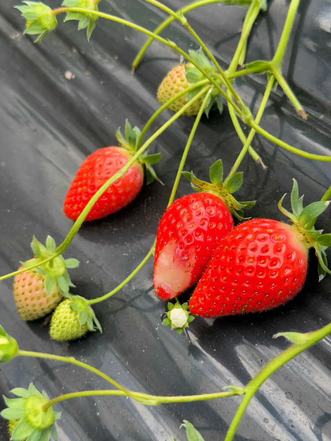 因为不打药，地里就被小虫吃掉了！