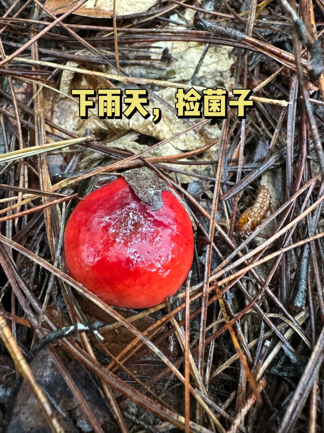 当我带一个红绿色盲的朋友上山采红菇……