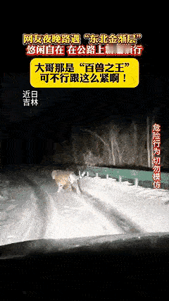 吉林小两口深夜遇东北虎，老虎“怂得扭头就跑”，这哪是科学解释不清，分明是最真实的