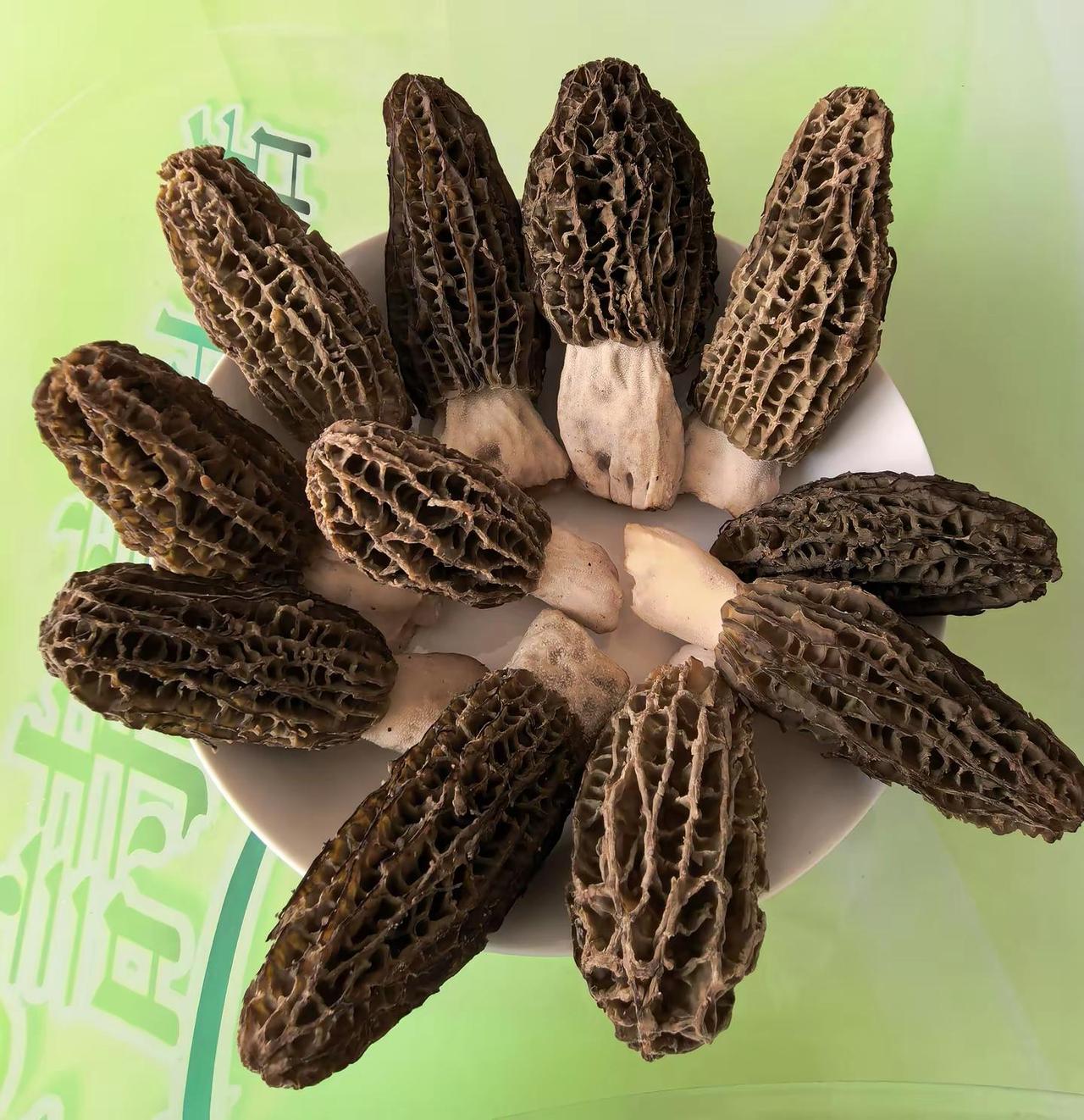 羊肚菌收获的季节。羊肚菌收货了种植小技巧 野生蘑菇