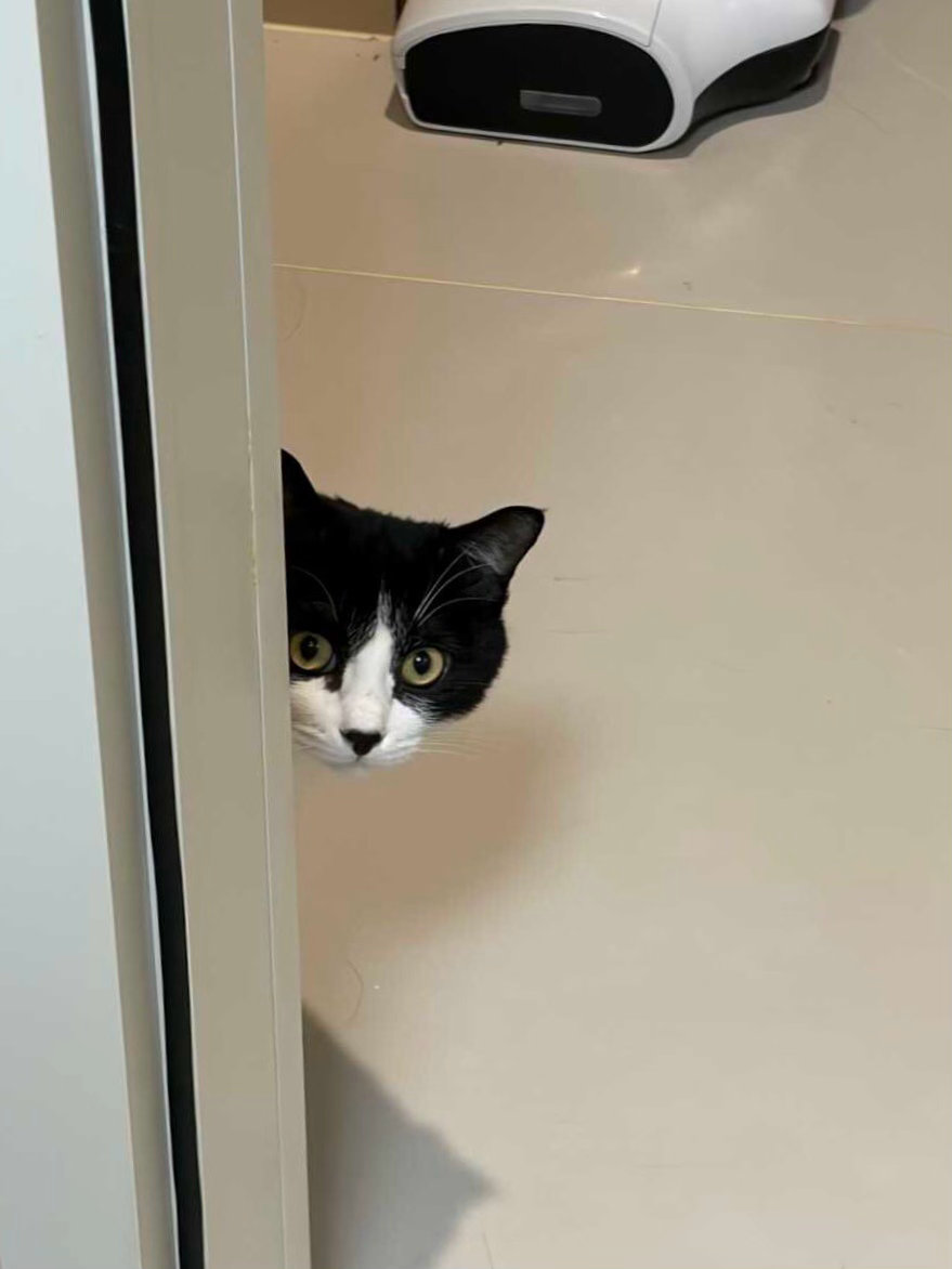 您偷啥呢？告诉我没事的，我也是小偷。daily奶牛猫 （投稿：） 