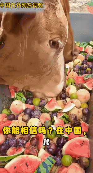 美国网友在网上夸中国饮食安全，说中国农民拿西瓜喂牛，养出来的牛肉质鲜嫩还带天然甜