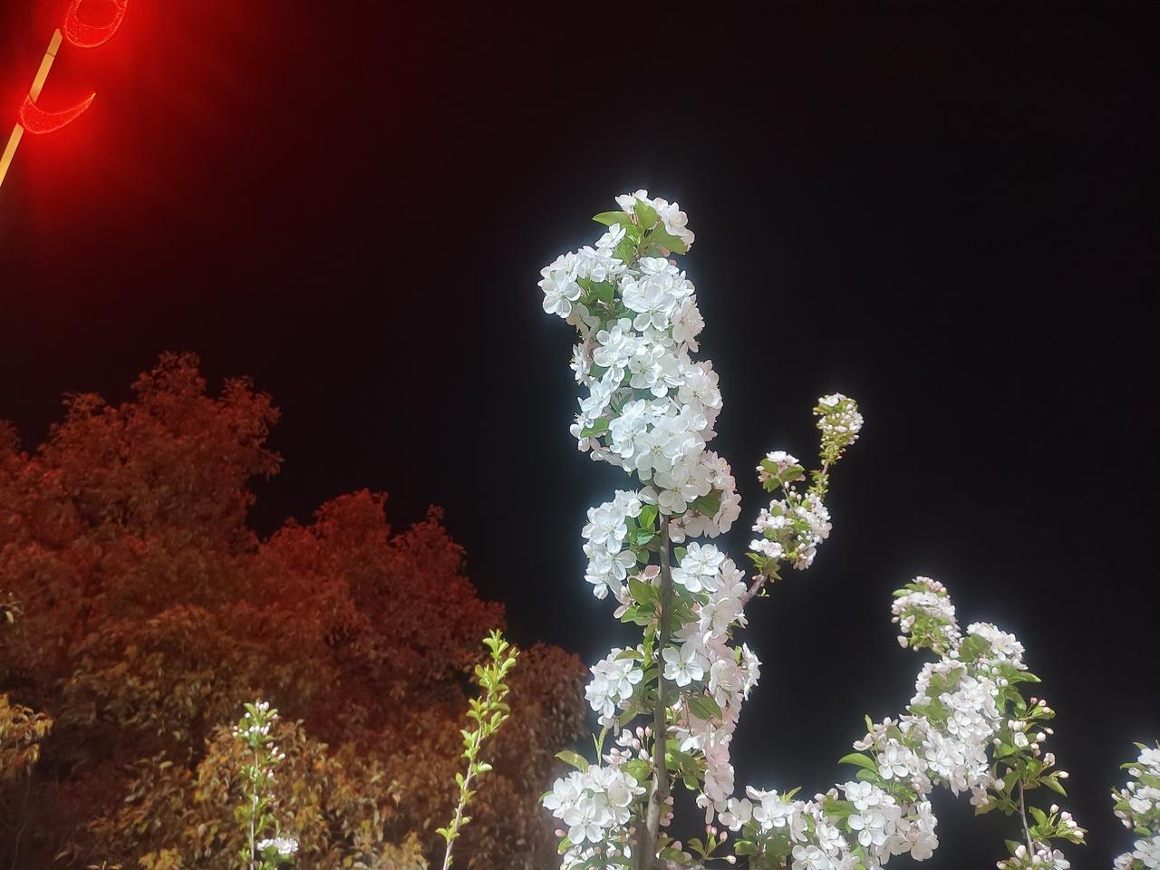 晒图笔记大赛 夜晚的樱花，如梦如幻，美不胜收！🌸✨