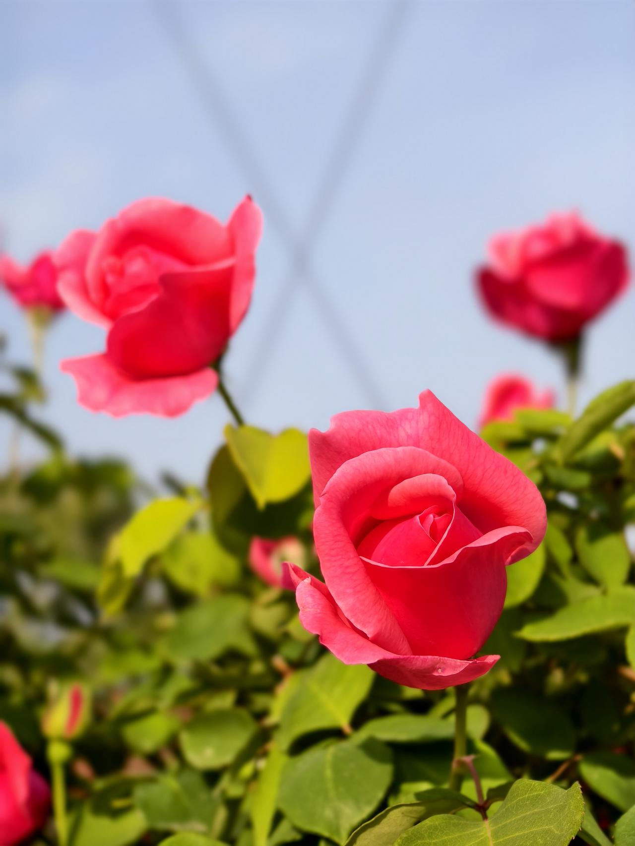 楼上70多岁的老邻居装修房子把厨卫打通变成了一个超大厨房，说是每天可以做美食让儿