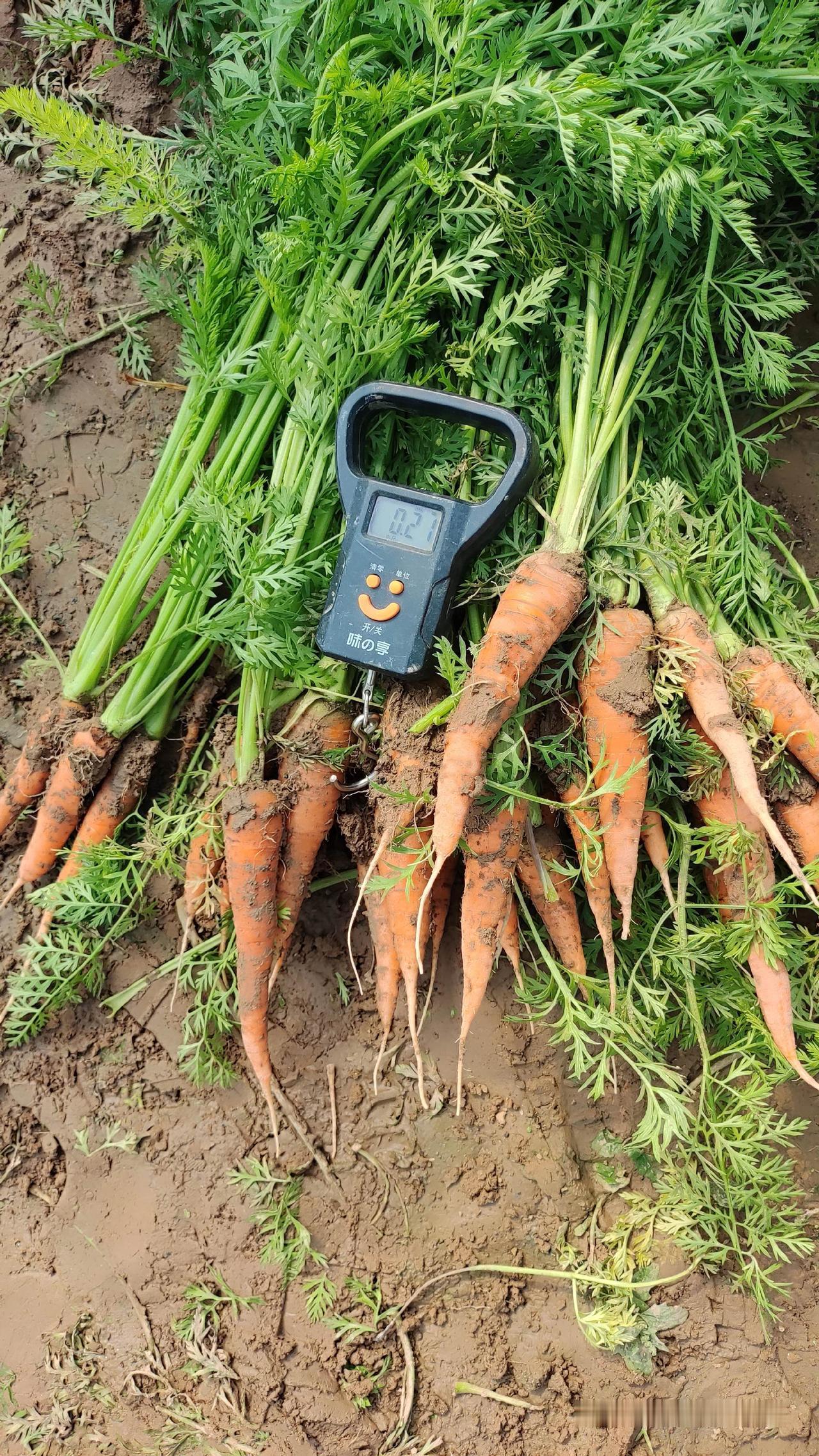 农家肥种植的老品种胡萝卜，现挖现发