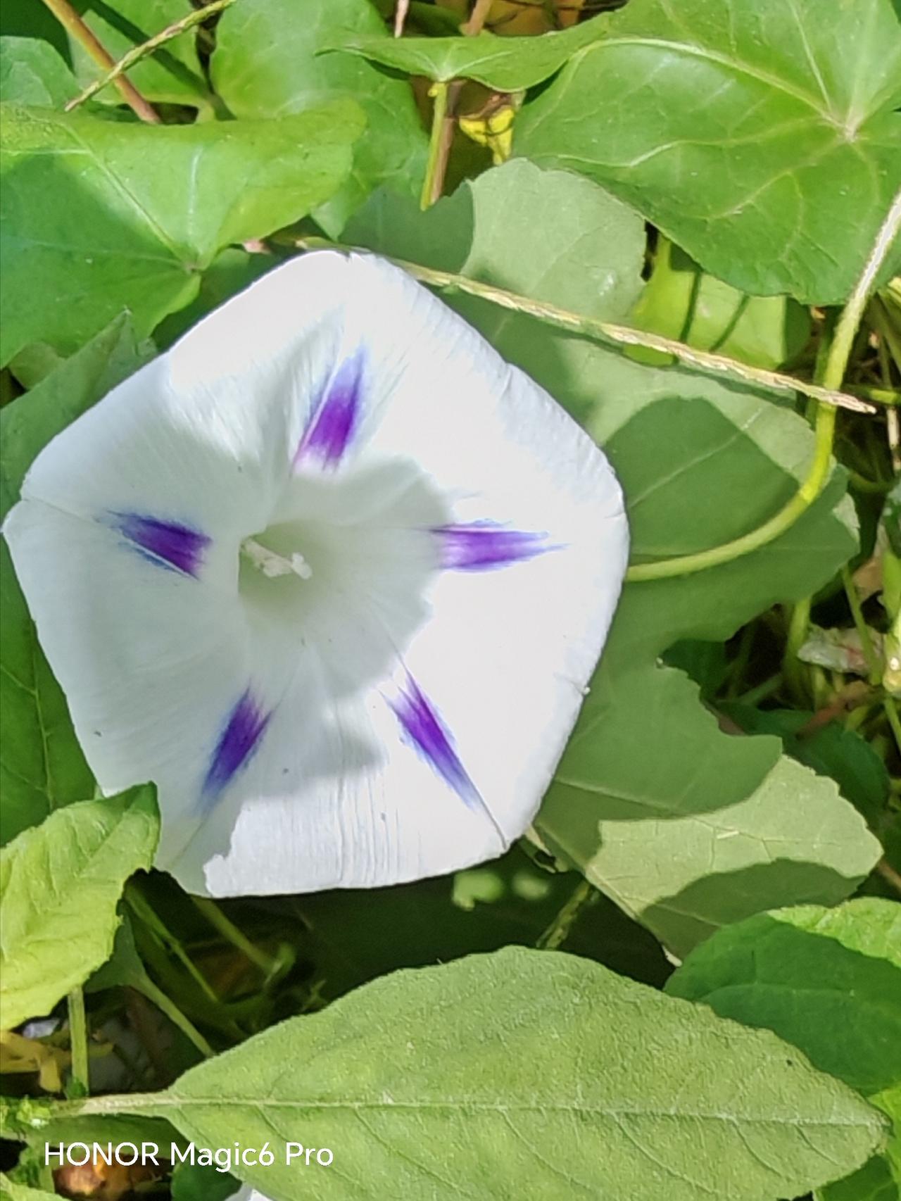 紫色花朵，清新自然。牵牛花五星花