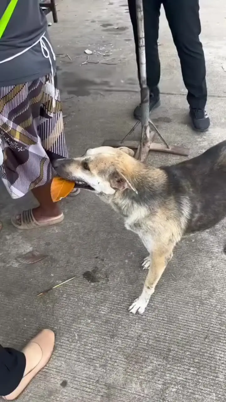 流浪狗不知道什么是钱，它们只看到大家都是拿着一张张纸来换吃的 流浪狗不...