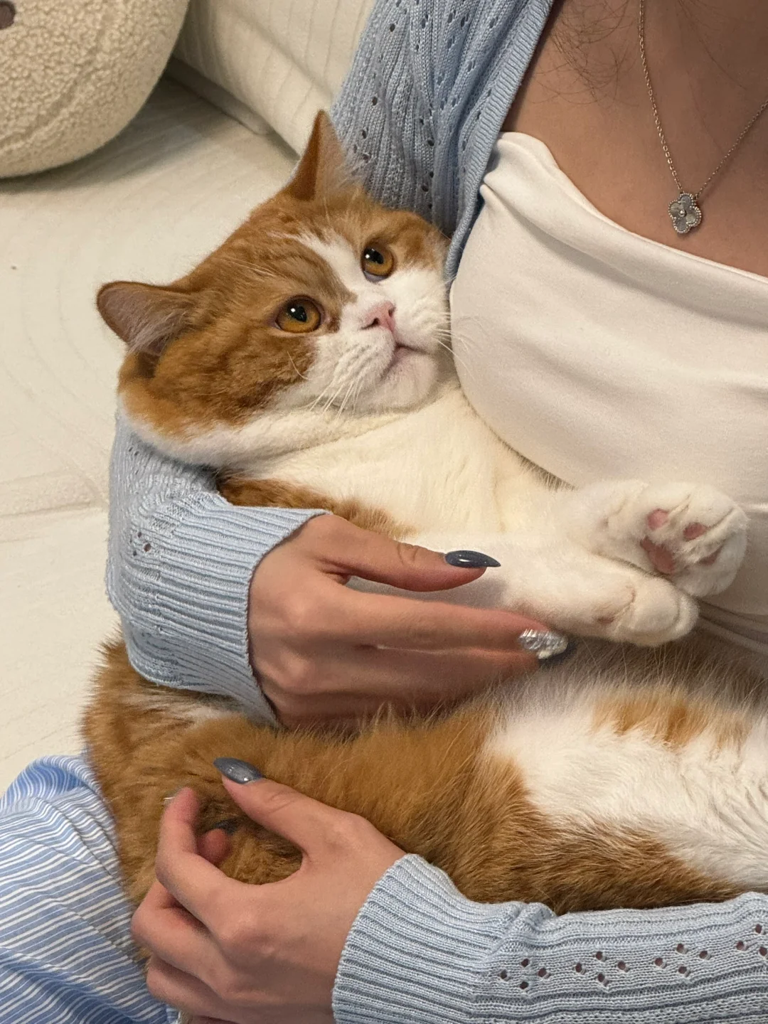 温柔的猫咪最致命