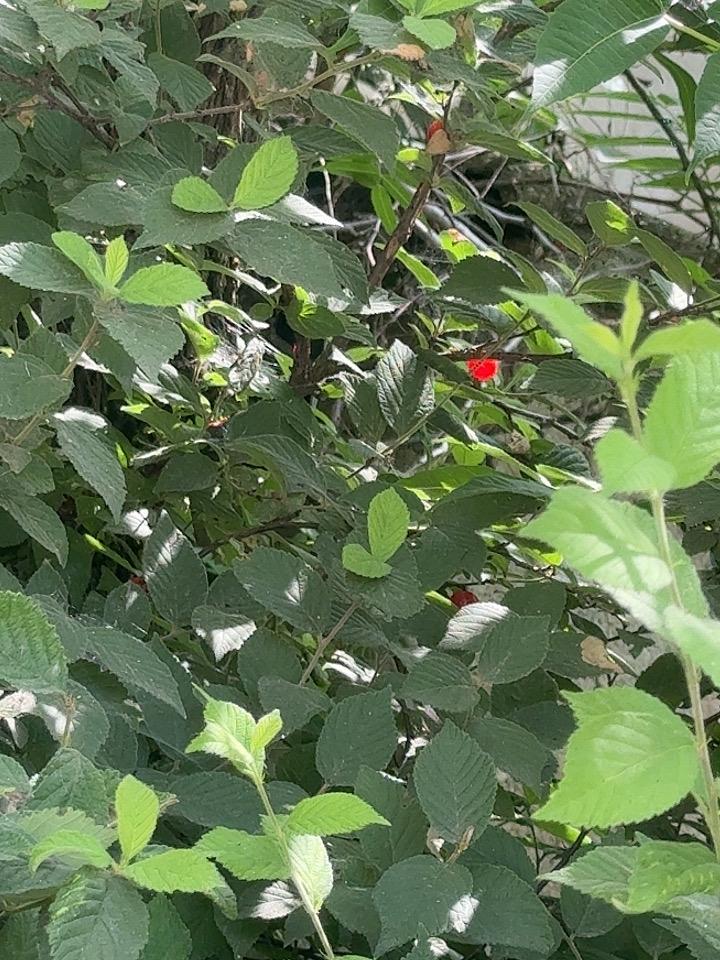 毛樱桃🍒熟了就是结的也太少了吧