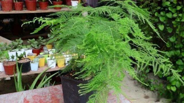 今天分享下养文竹方法。1、养文竹盆土很重要种植文竹用的土壤，适宜使用肥沃的沙质土