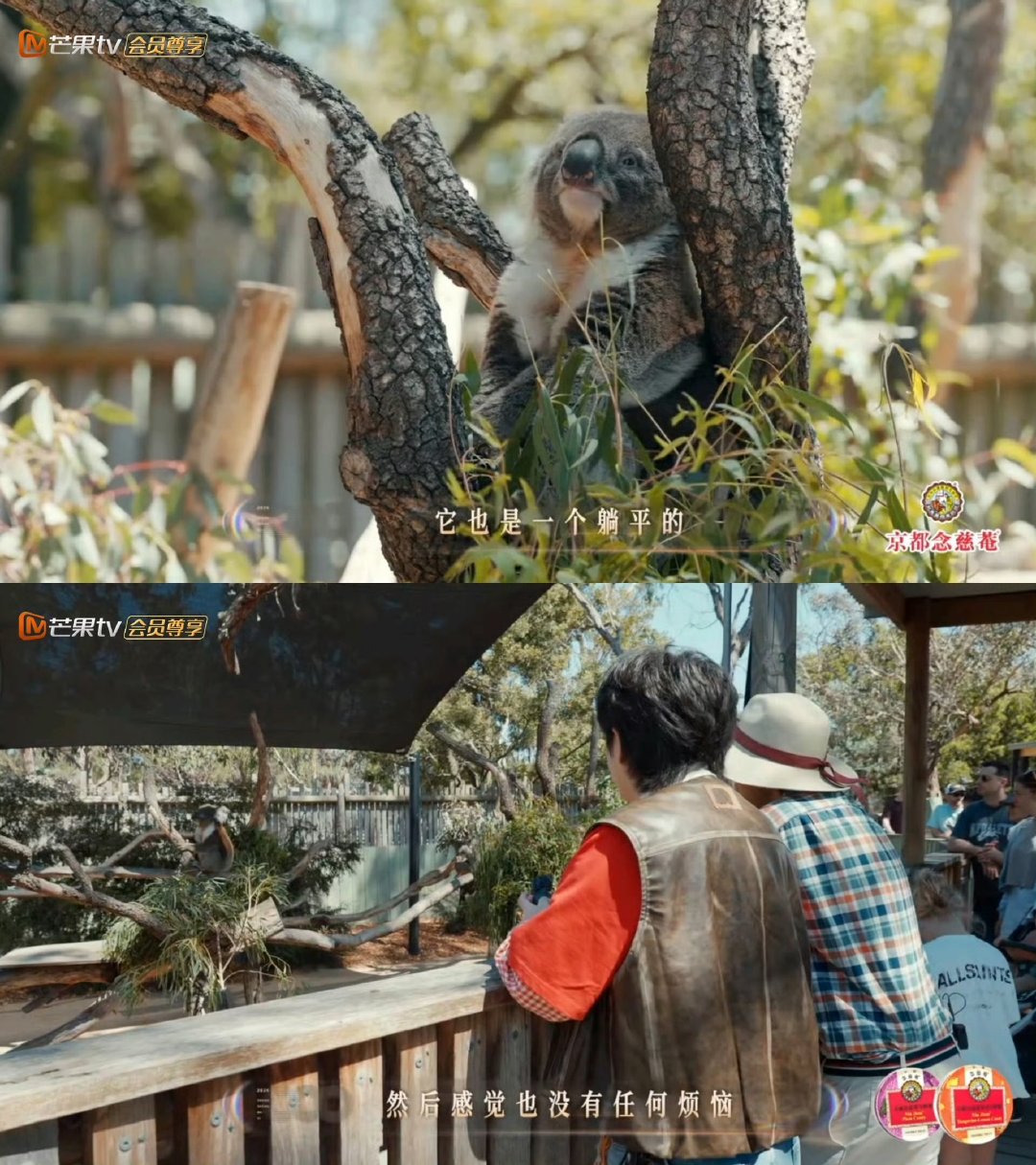 武艺羡慕考拉吃了睡睡了吃 看武艺羡慕考拉的样子太真实了！吃了睡睡了吃的摆烂生活，