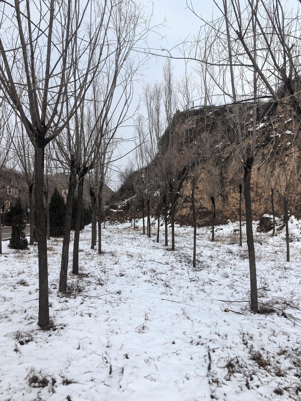 同样一场雪，市区里没有存雪，而东山里则是积雪成片。
正如一场雪，雪中各不同。
各