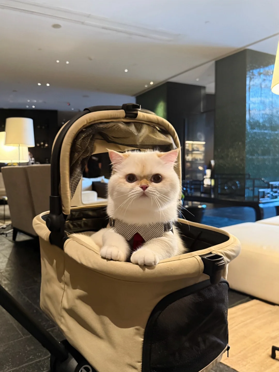上海又发现一个遛猫好去处～