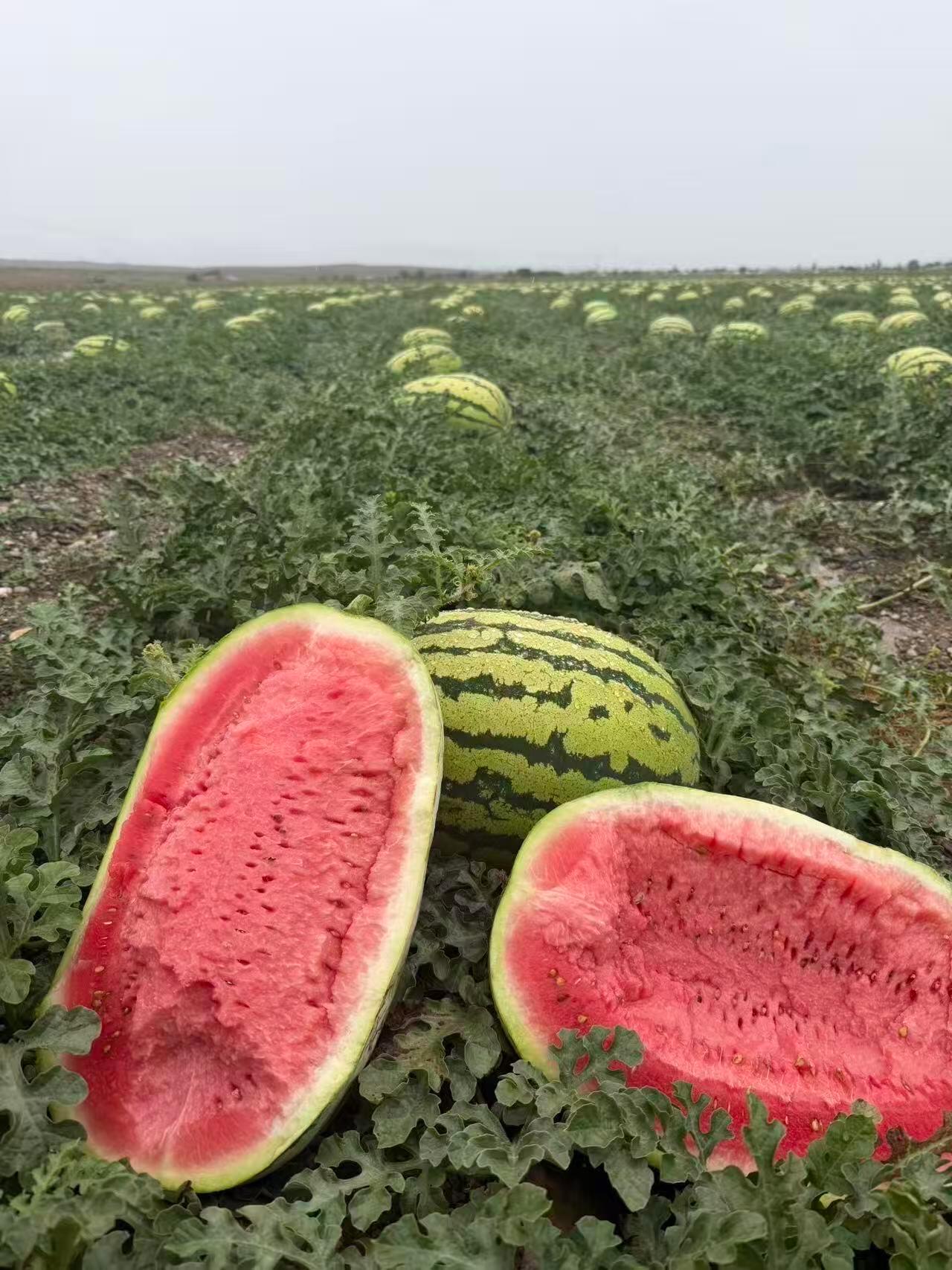 满满一卡车河南西瓜免费送劳动者烈日炎炎，善意持续传递！满载河南西瓜的卡车抵达聊城