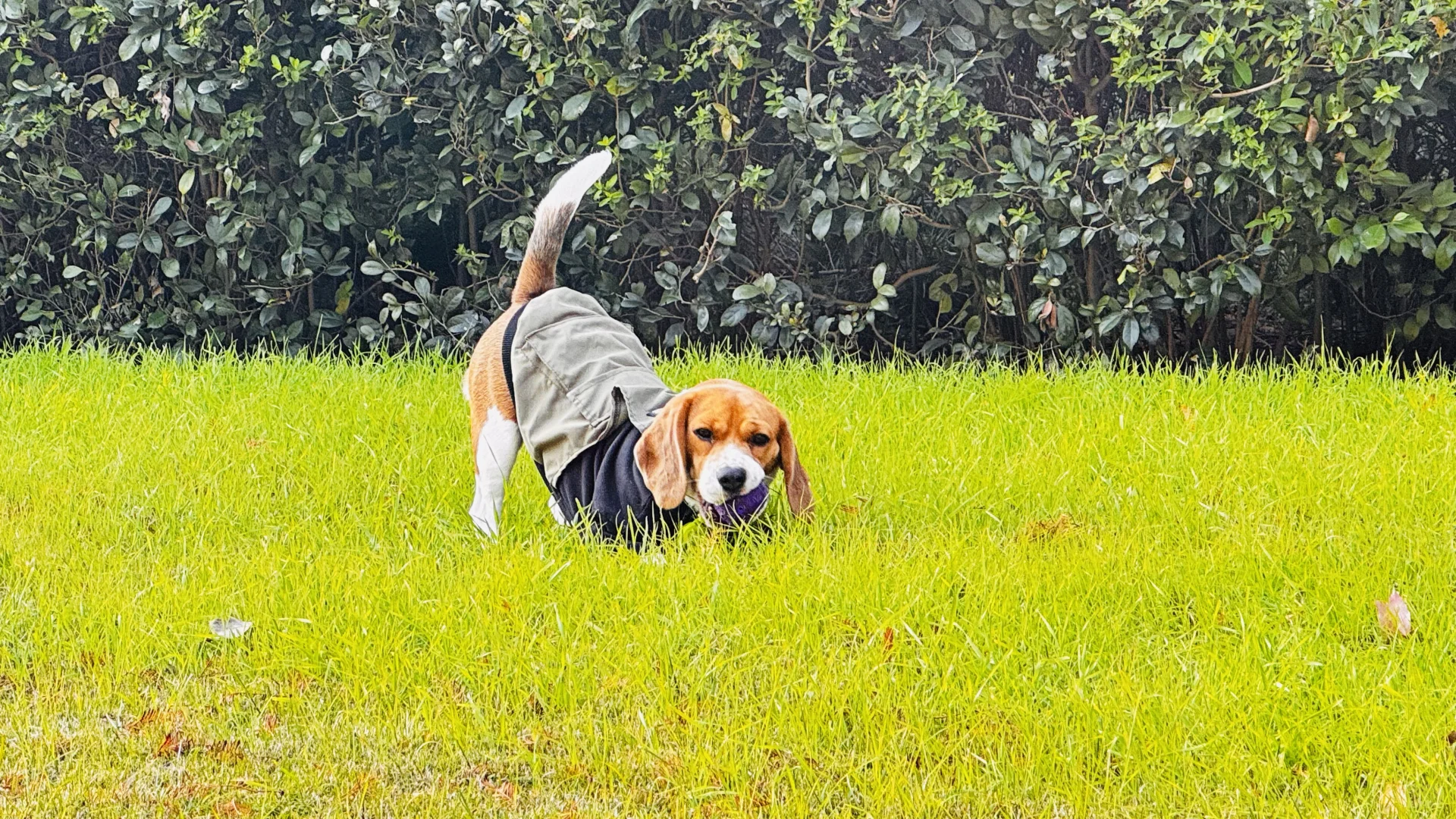 布鲁酱：来个下犬式咬球