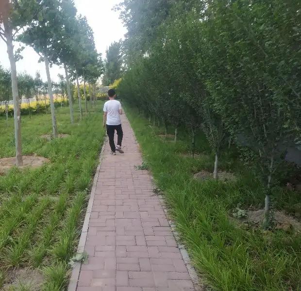 【儿子初中时身高就超过了我】



虎子打小儿就长得比大多数同龄人高，那时我就觉