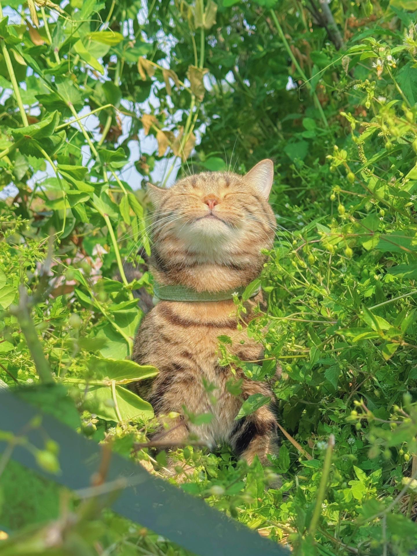 调皮可爱的小猫咪。