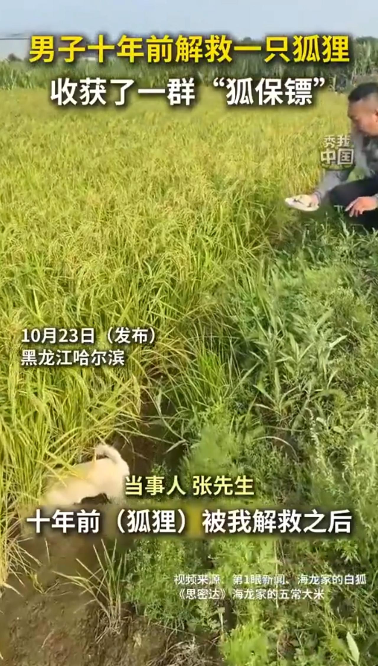 男子十年前解救一只狐狸，如今收获了一群“狐保镖” （秀我中国）