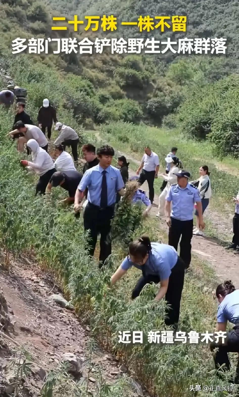 乌鲁木齐20万株野生大麻被铲除
 
近日乌鲁木齐米东区开展大规模禁种铲毒专项行动