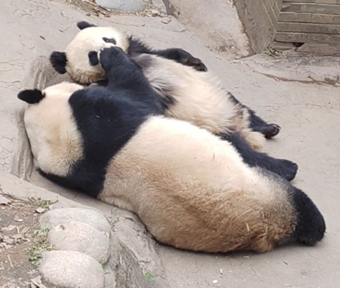 陪麻麻聊天的苏琳崽🐼 