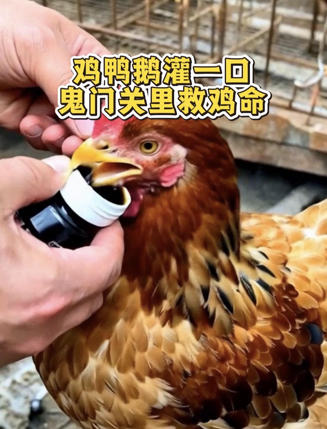 鸡鸭鹅养殖 养鸡救命药 养鸡人 农村散养土鸡 生态散养土鸡