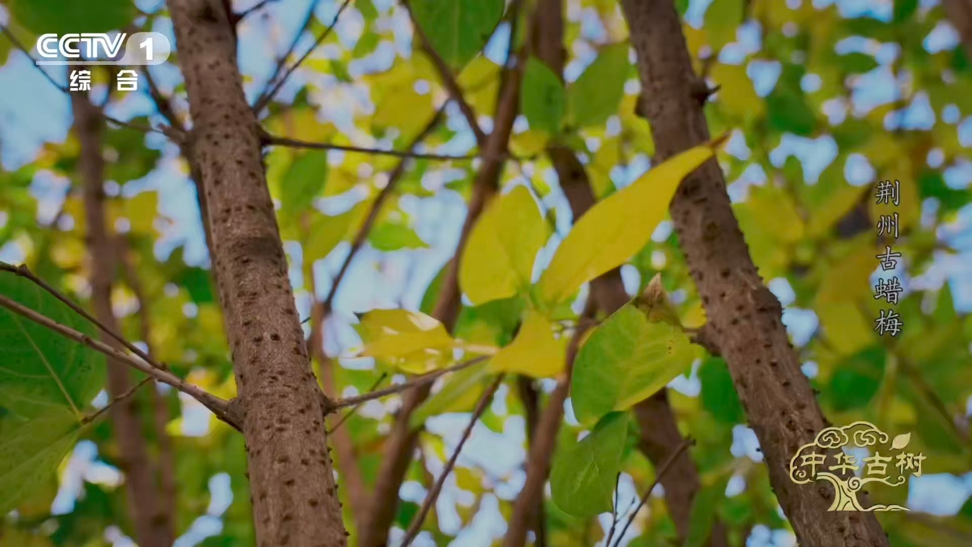 是蜡梅还是腊梅终于分清蜡梅和梅花了 蜡梅的黄，是蜜蜡般的透亮梅花的粉白红，是春天