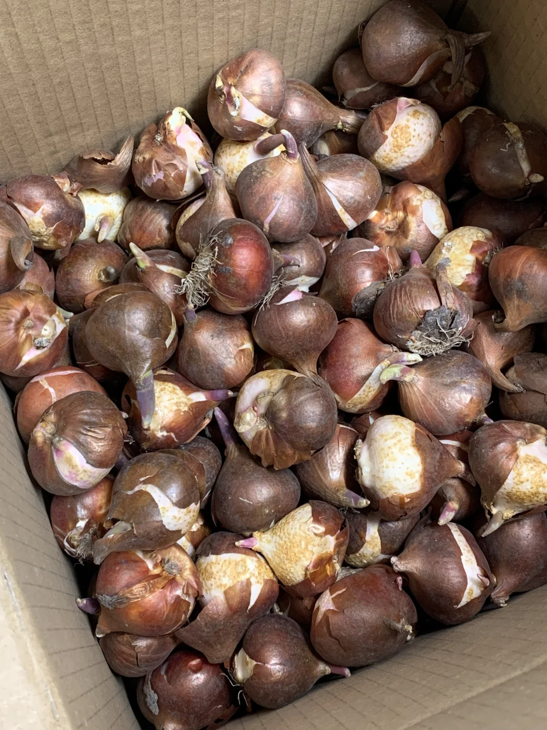 谁现在才买郁金香？10球只要15块9，大清仓