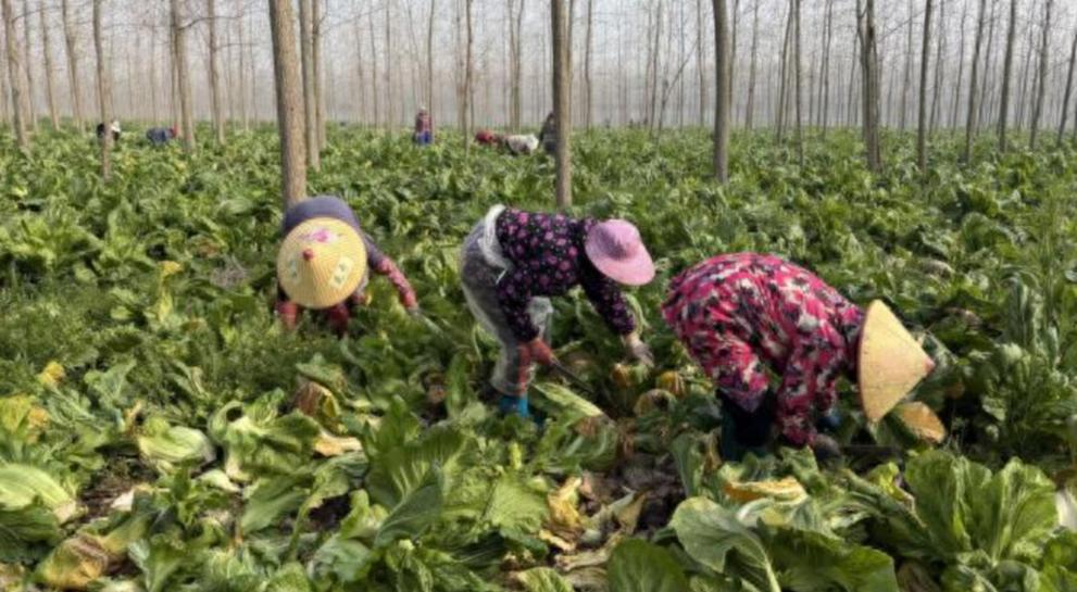 小芥菜做成大产业！石首这个村靠 600 亩菜地，让村民家门口增收
人勤春来早，田