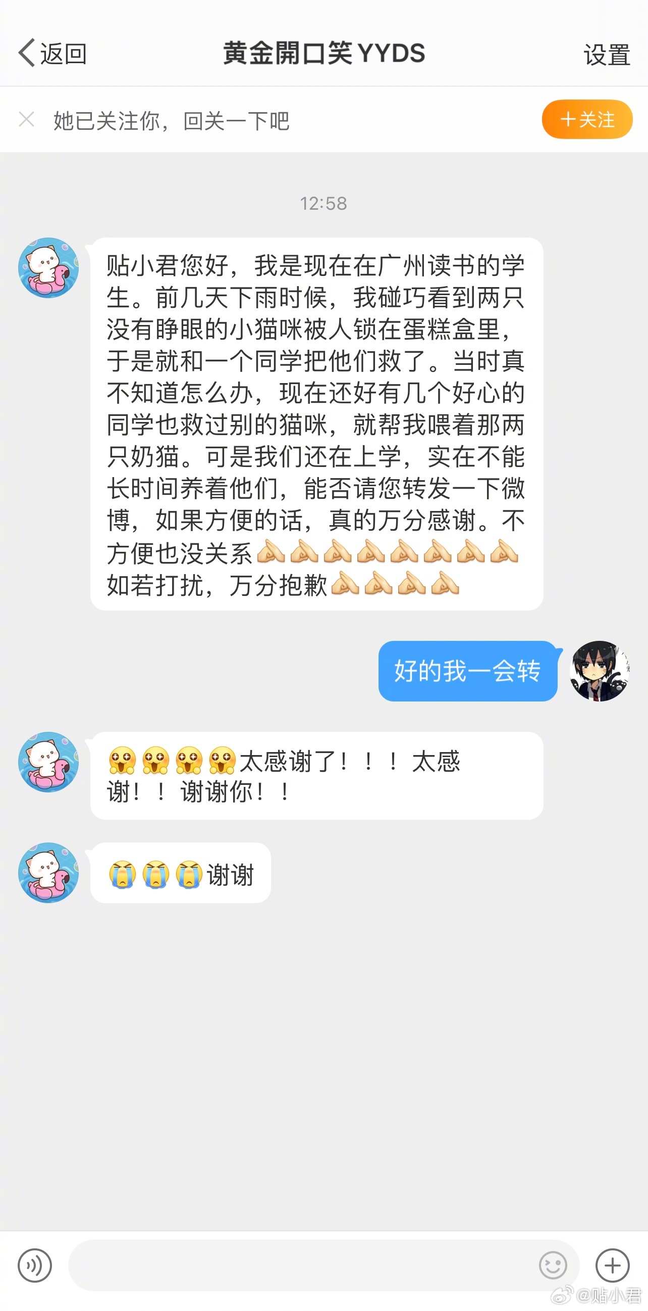 广州漂亮的狸花猫找收养。原博因为是学生无法长时间收养，有需要的可以看看哈。 ​​