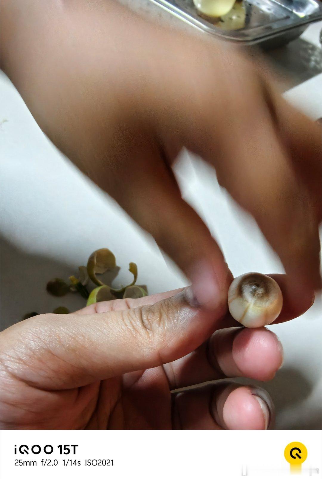现摘的连子，原来可以生吃，味道还不错 