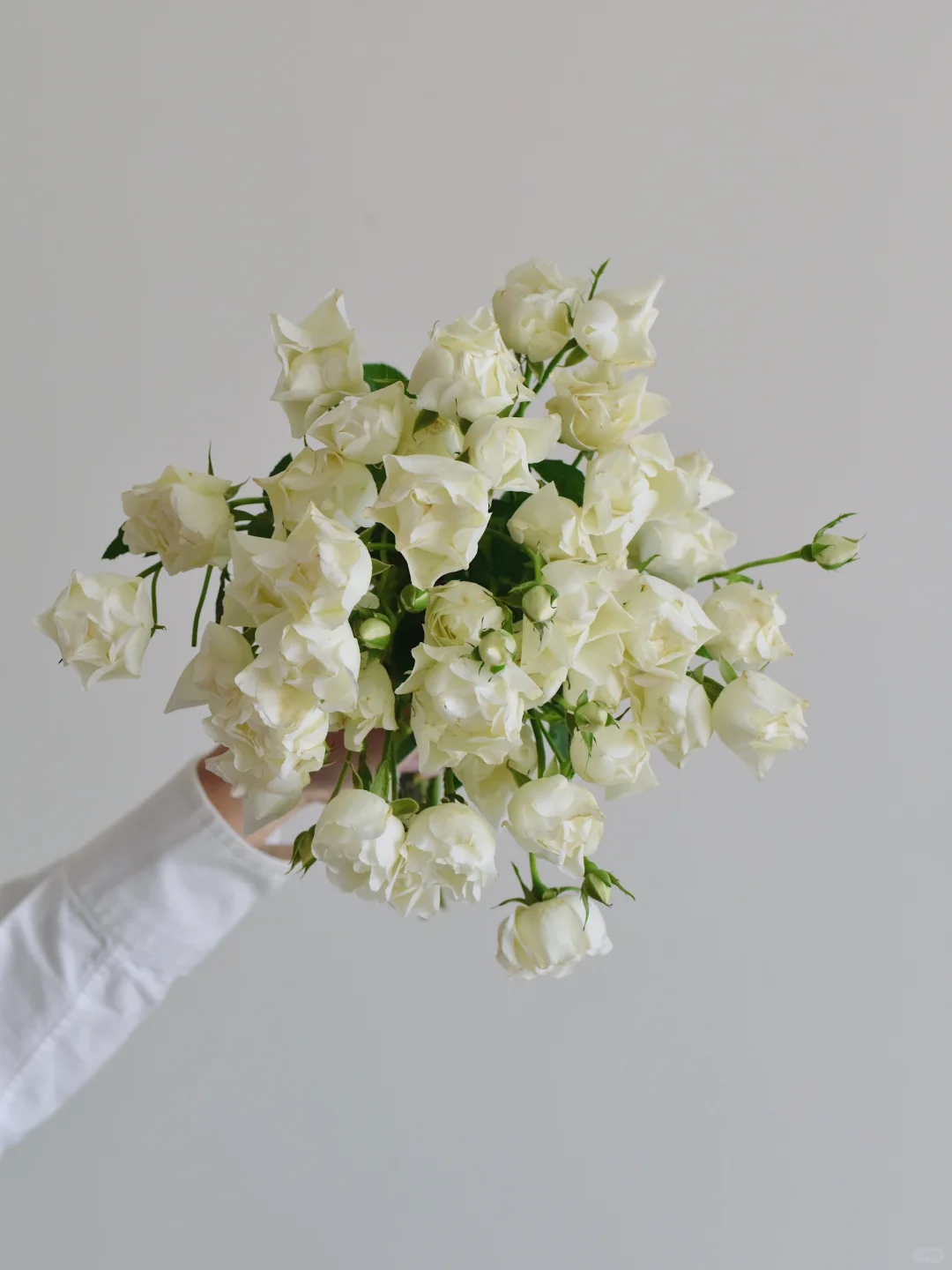 日玫· Cotton coupe