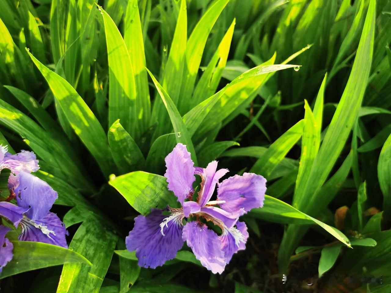 人这一生，

许多个梦里，都走着虎的威仪，

许多个清晨，都想跃出豹的敏捷。
