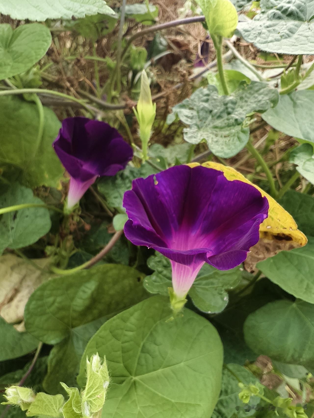 展示牵牛花的美丽