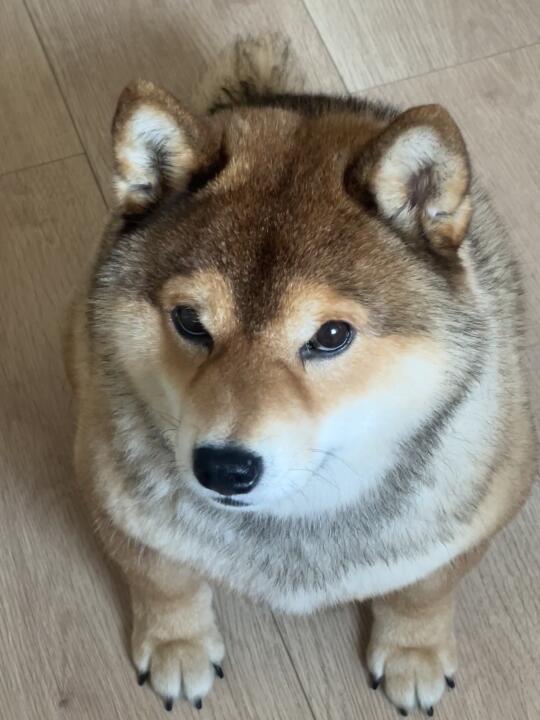 👩：你长得好胖                🐶：你嘴好碎