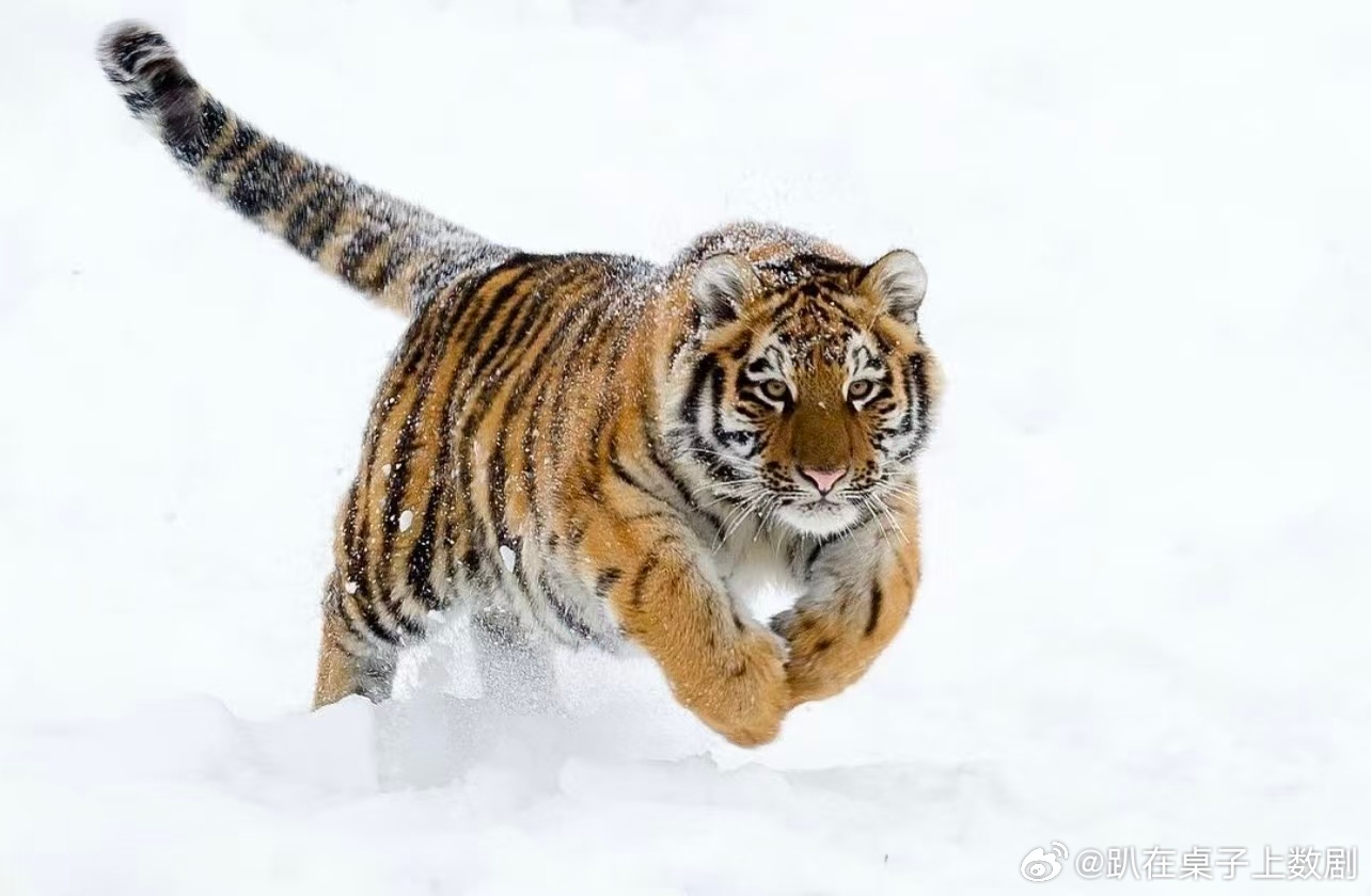 黑龙江发现短尾东北虎 又一野生东北虎现身黑龙江！短尾特征十分醒目，见证着黑土地生