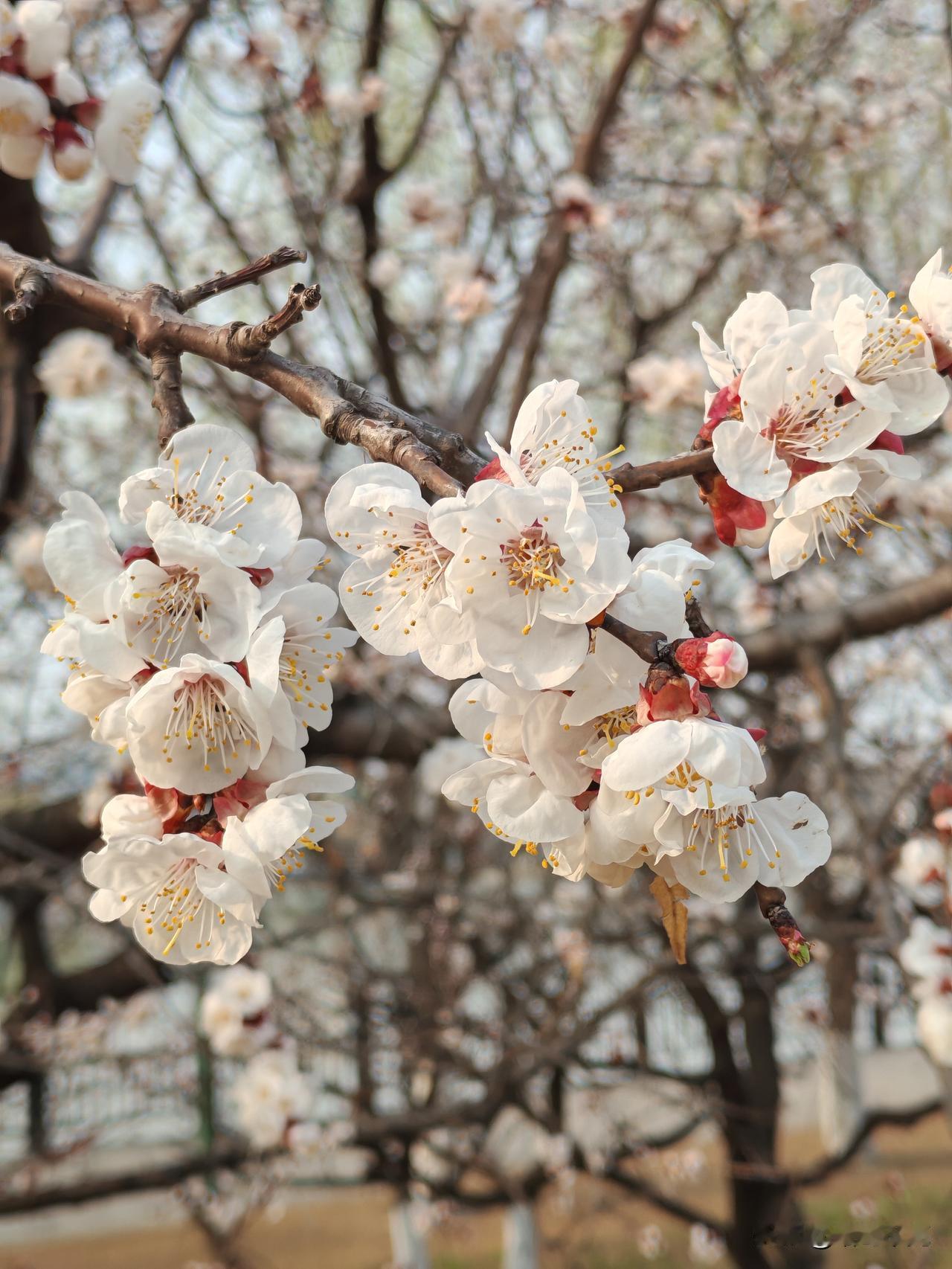 春日生活打卡季