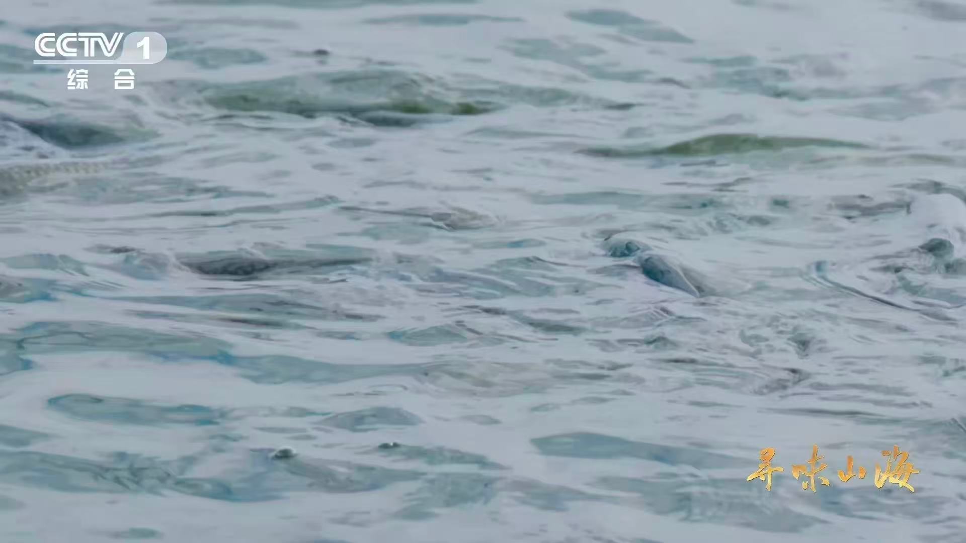 这种草鱼吃着好脆吃120天蚕豆后鱼变脆了  鱼肉也能脆得像海蜇？中山小榄镇的脆肉