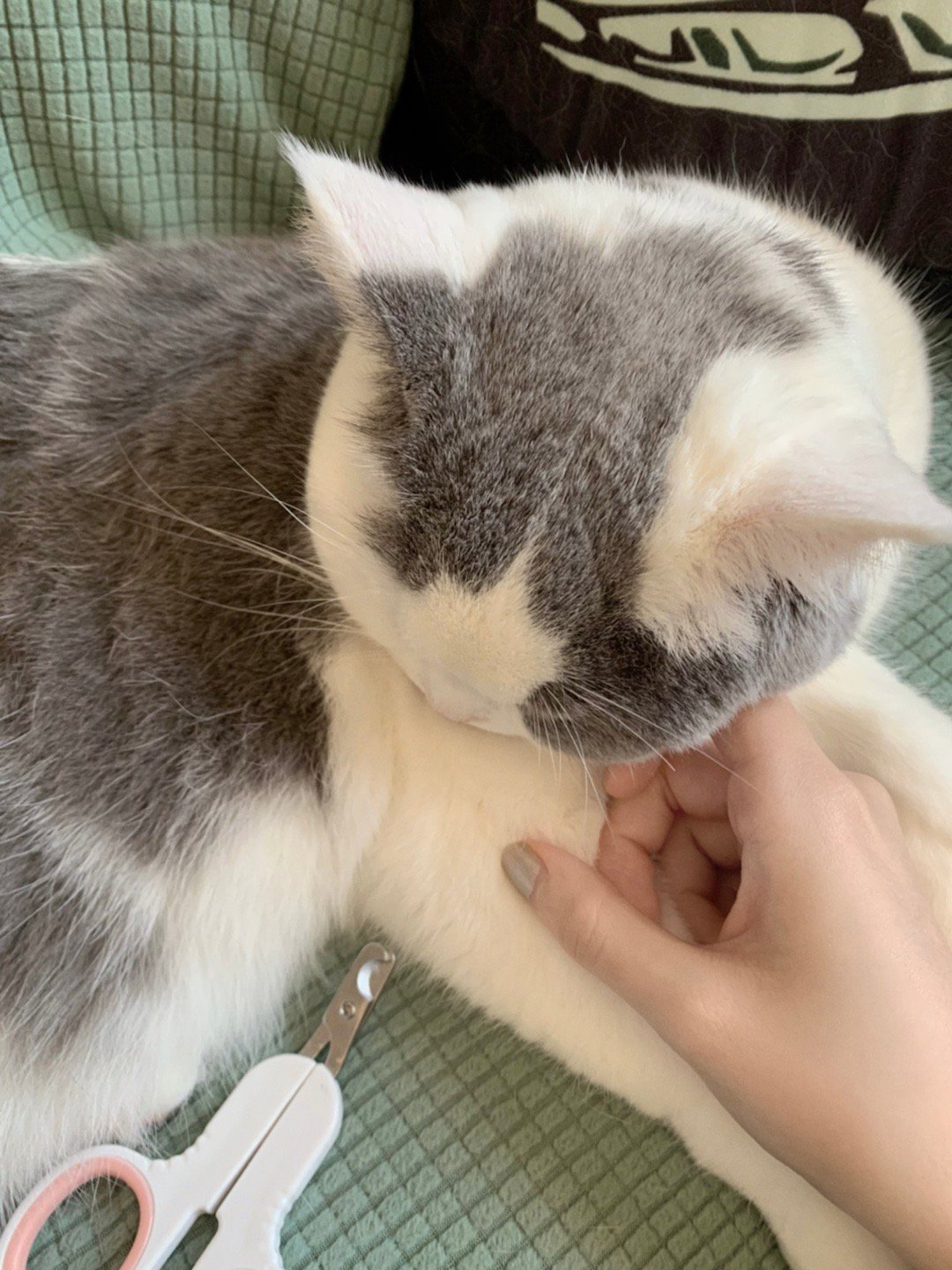 我的私生汎被我满屋子追着跑了快五十个回合之后终于不再执着于抓门这件事 