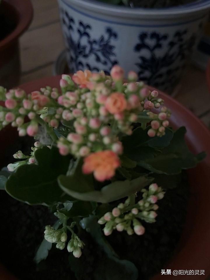 唉呀唉呀，我的5盆长寿花，个个都是憨包哇，还没有到预防的时候。刚刚长出小花苞。据