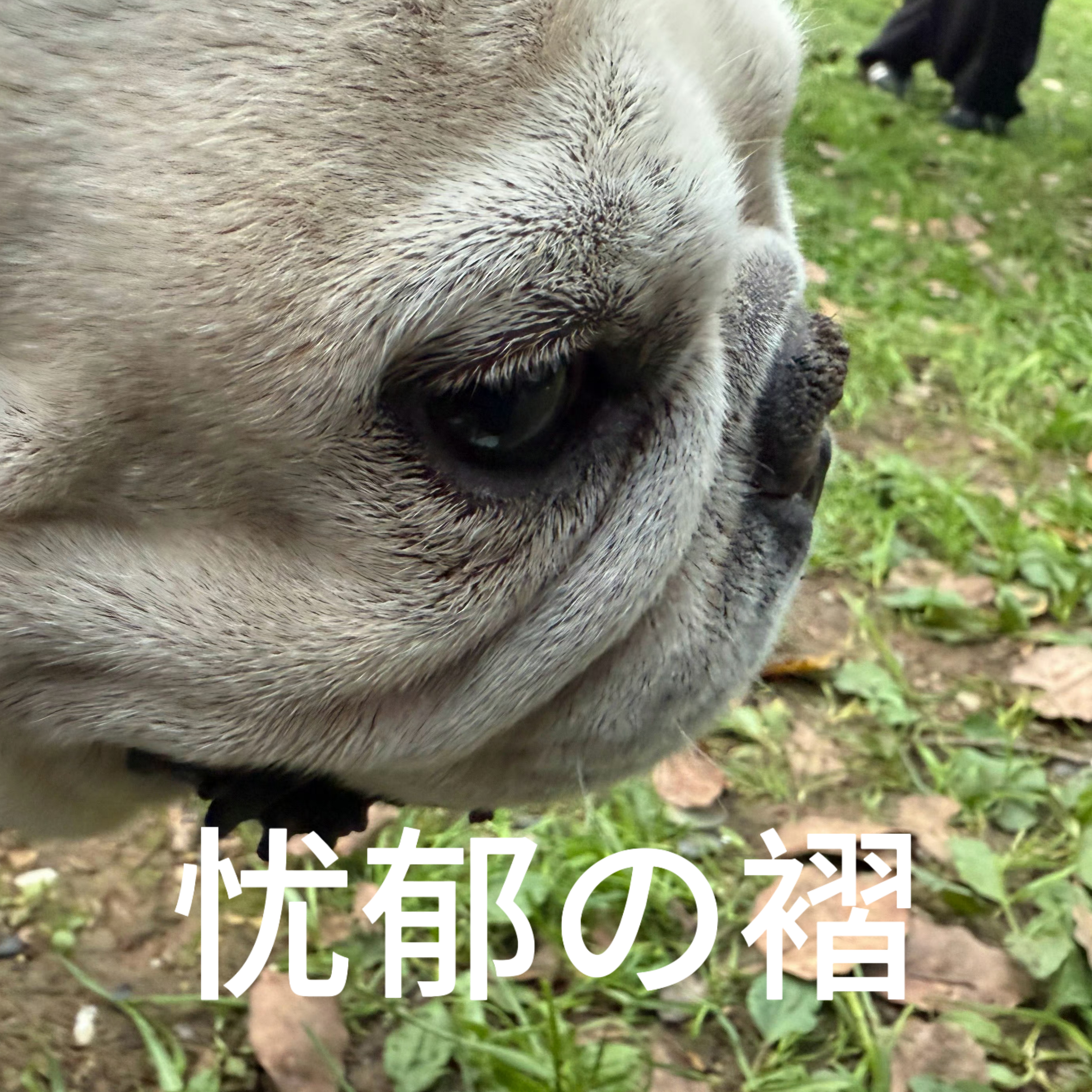分享图片 