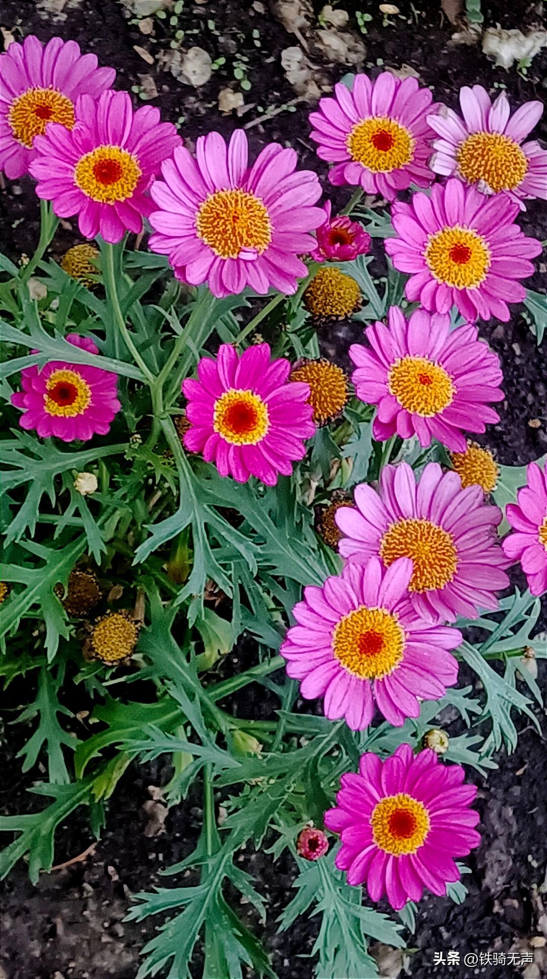 饺子的烹饪方法有多种形式。
除了常规的水煮干捞，还可以煮成带汤的汤饺。连吃带喝，